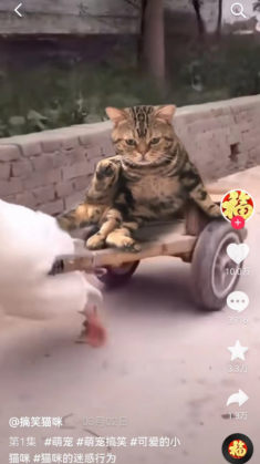 {{brizy_dc_image_alt imageSrc=